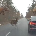 [動画0:50]ポーランド人さん、運転中に鹿の大群と遭遇