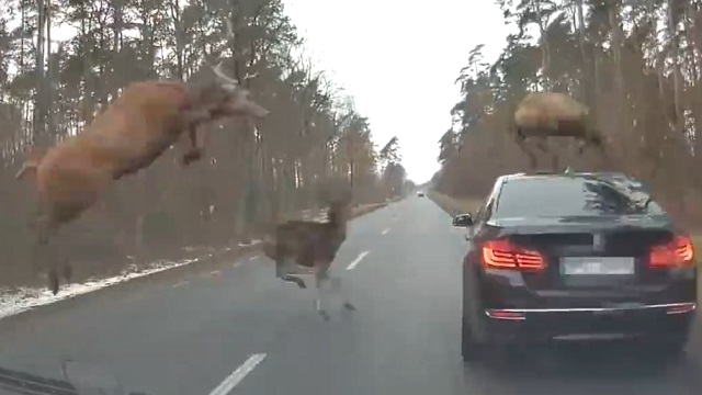[動画0:50]ポーランド人さん、運転中に鹿の大群と遭遇