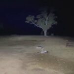 [動画1:03]オーストラリアでネズミが大量発生・・・！怖すぎる・・・