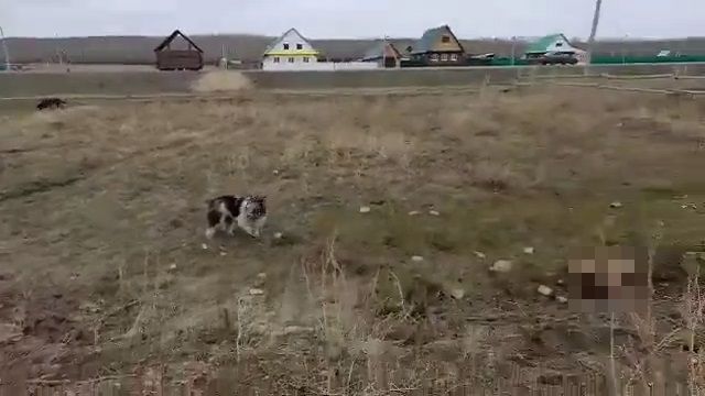 [動画0:23]ロシア人、野良犬の被害に遭った4歳の少年を撮影