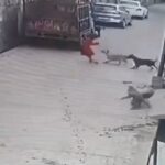 [動画0:30]7歳の少女、10匹以上の犬に襲われる・・・