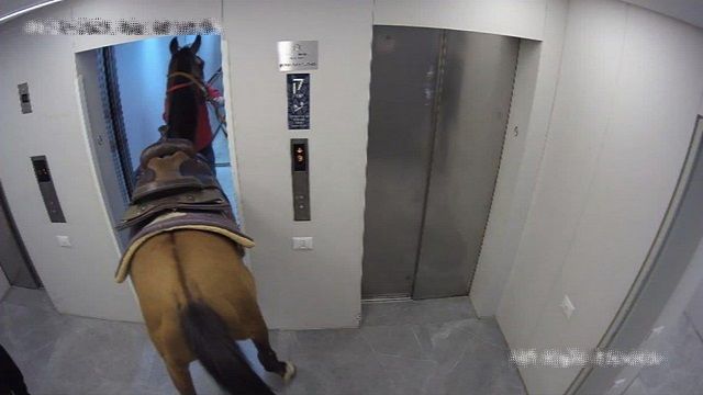 [動画1:58]エレベーターは馬禁止でしたか？