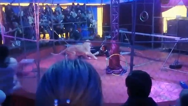 [動画0:45] サーカスの公演中、ライオンがトレーナーを襲う！
