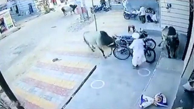 [動画0:59] インド人男性、野良牛２頭にやられてしまう