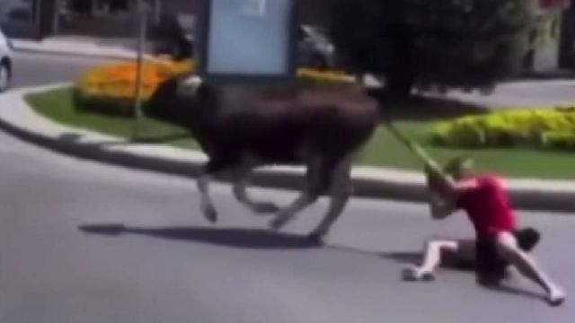 [動画0:21] 脱走する牛、飼い主が必死に止めようとするが引きずられる