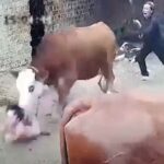 [動画0:35] 出産後の牛、人間の子供を襲う