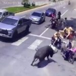 [動画0:53] タイ人、信号待ちの間に水牛に襲われる