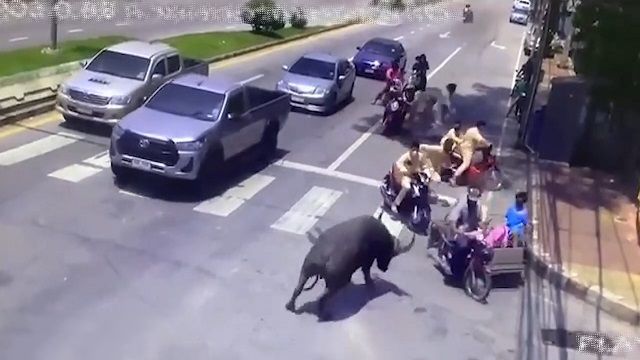 [動画0:53] タイ人、信号待ちの間に水牛に襲われる