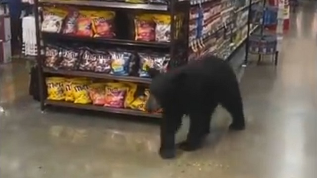 [動画0:39] クマ、スーパーマーケット内に出没