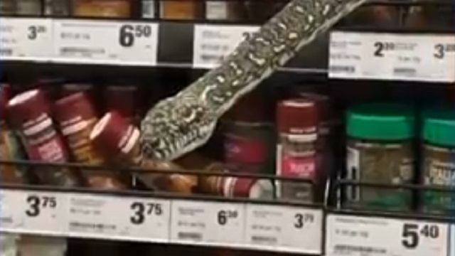 [動画0:12] ３メートルのニシキヘビ、スーパーマーケット内に出没
