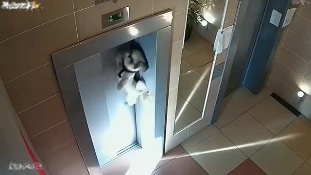 [動画0:41] エレベーターに乗り遅れた犬、宙吊りに・・・