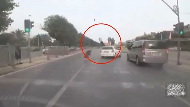 [動画1:03] 信号無視の歩行者、車に撥ねられ飛ばされる