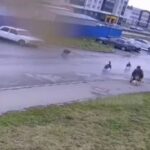 [動画0:15] 犬の散歩をする車椅子の男性、野良犬に襲われる