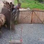 [動画0:12] 馬車が暴走！柵を突き破り庭に突っ込む
