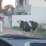 [動画0:08] 脱走した牛、道路に飛び出した結果