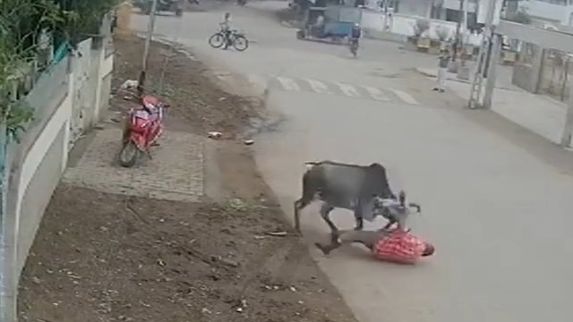 [動画0:49] 牛に襲われる男性、真っ先に駆け付けたのは・・・