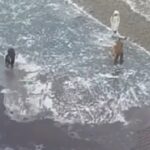[動画0:12] 10代の若者、極寒の川に転落
