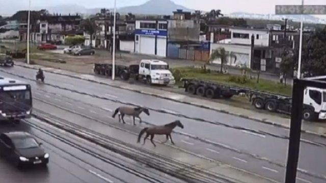 [動画0:51] 馬、ライダーを仕留めることに成功
