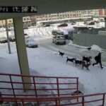 [動画1:10] ロシア人少年、１０匹以上の野良犬に襲われる