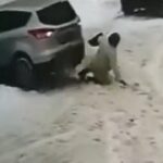 [動画0:44] ロシアの高齢女性、二回轢かれるも打撲傷で済む