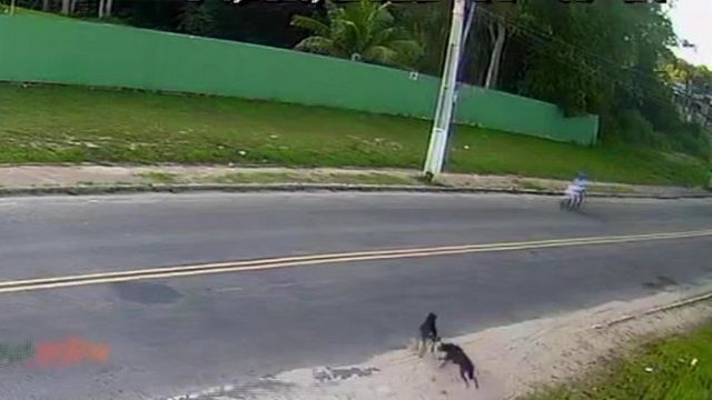 [動画0:52] バイクに乗る双子の姉妹、道路に飛び出す犬と衝突