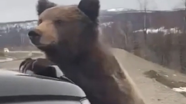 [動画0:41] クマ「ここを通りたければ食べ物を出しな！」