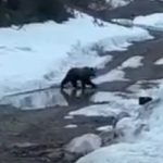 [動画0:47] ロシア人、とんでもない方法で熊を駆除する