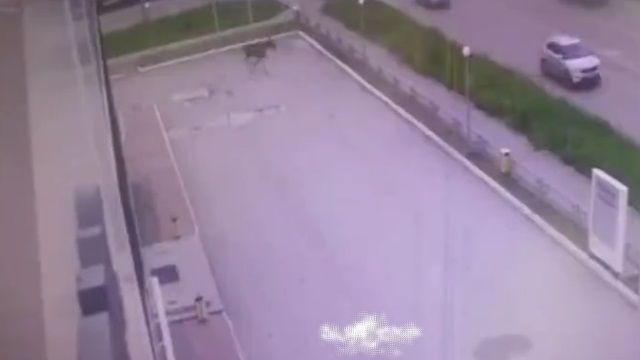 [動画0:18] 道路に飛び出すヘラジカさん、車に当たりにいく
