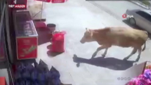 [動画0:40] 牛さん、スーパーマーケットを楽しんでしまう