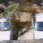 [動画0:22] 駐車中の車に折れた木が直撃