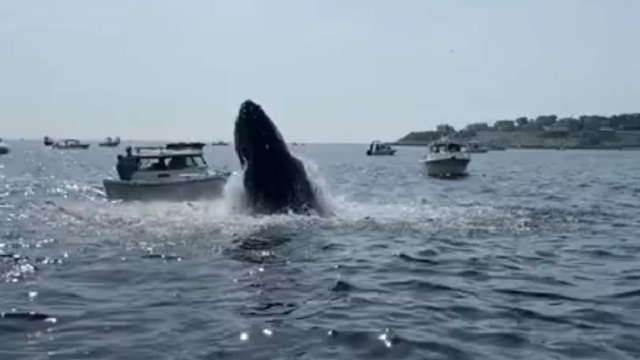 [動画0:09] クジラ、プレジャーボートを沈めにいく