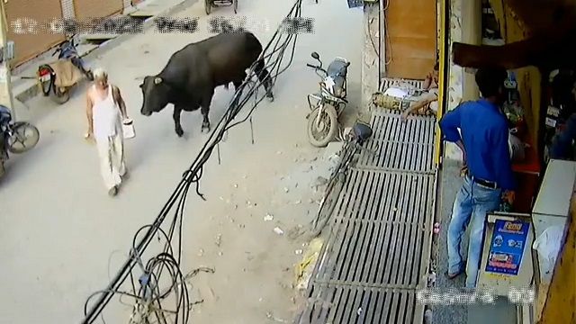 [動画0:53] 野良牛さん、高齢男性を空中に放り投げる