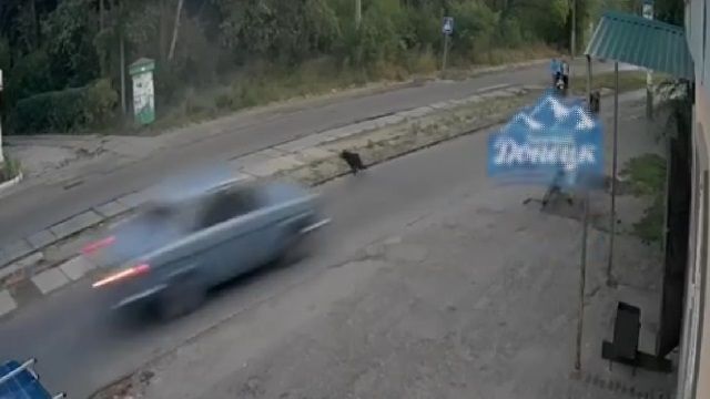 [動画0:20] 犬を避けた車がスピン、真っ先に逃げる父→母と子が飛んでいく