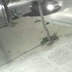 [動画0:51] 二人乗りバイクが車に衝突、ボンネットを転がり歩道に落ちる