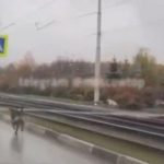 [動画0:13] 車道を疾走する犬、急には止まれない