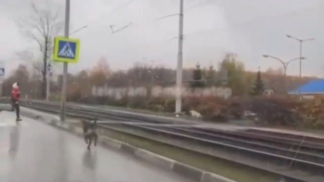 [動画0:13] 車道を疾走する犬、急には止まれない