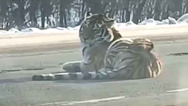 [動画0:43] ロシア怖すぎる・・・！道路の真ん中にトラ