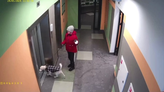 [動画1:02] エレベーターに乗り込んだ犬、飼い主を残して飛び出す