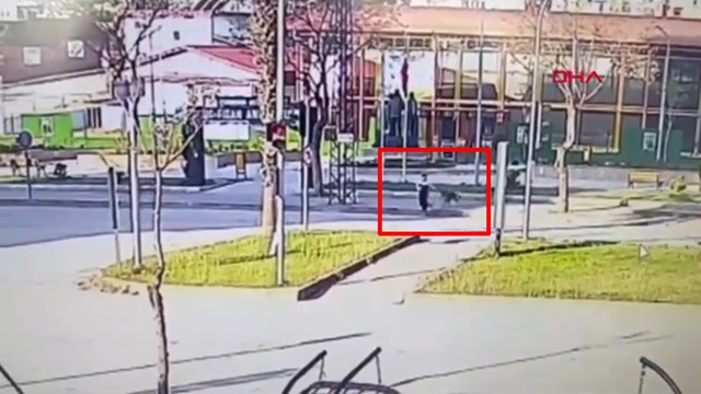 [動画0:37] 野良犬に襲われた女性、道路に飛び出してしまう