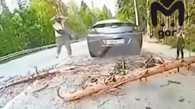 [動画0:19] これはキツイ・・・、倒木に潰された息子を確認した父親が頭を抱える