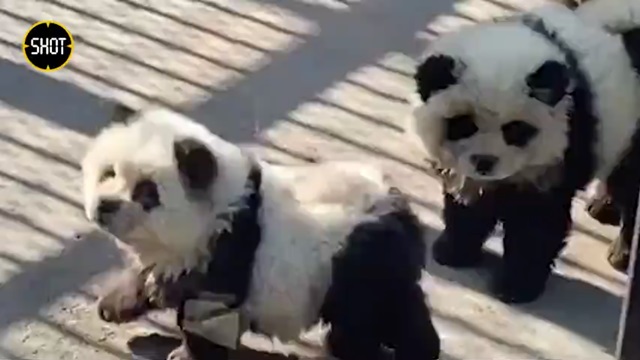 [動画0:14] 中国の動物園、新種のパンダで客寄せをする