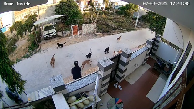 [動画1:38] 18歳女性、野良犬8匹に襲われる